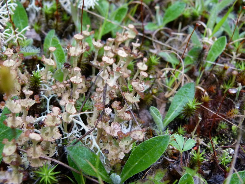 Cup Lichen photo 7