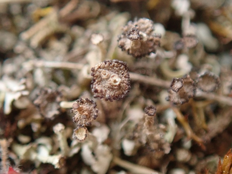 Cup Lichen photo 8