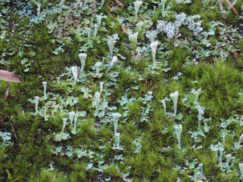 Cup Lichen