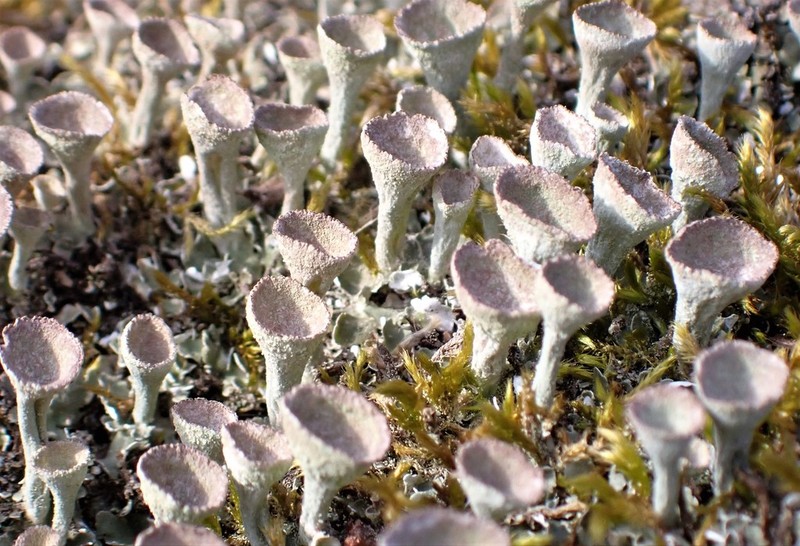 Cup Lichen photo 2