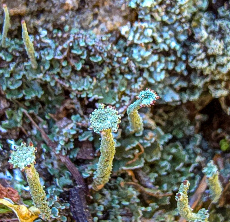 Cup Lichen photo 3