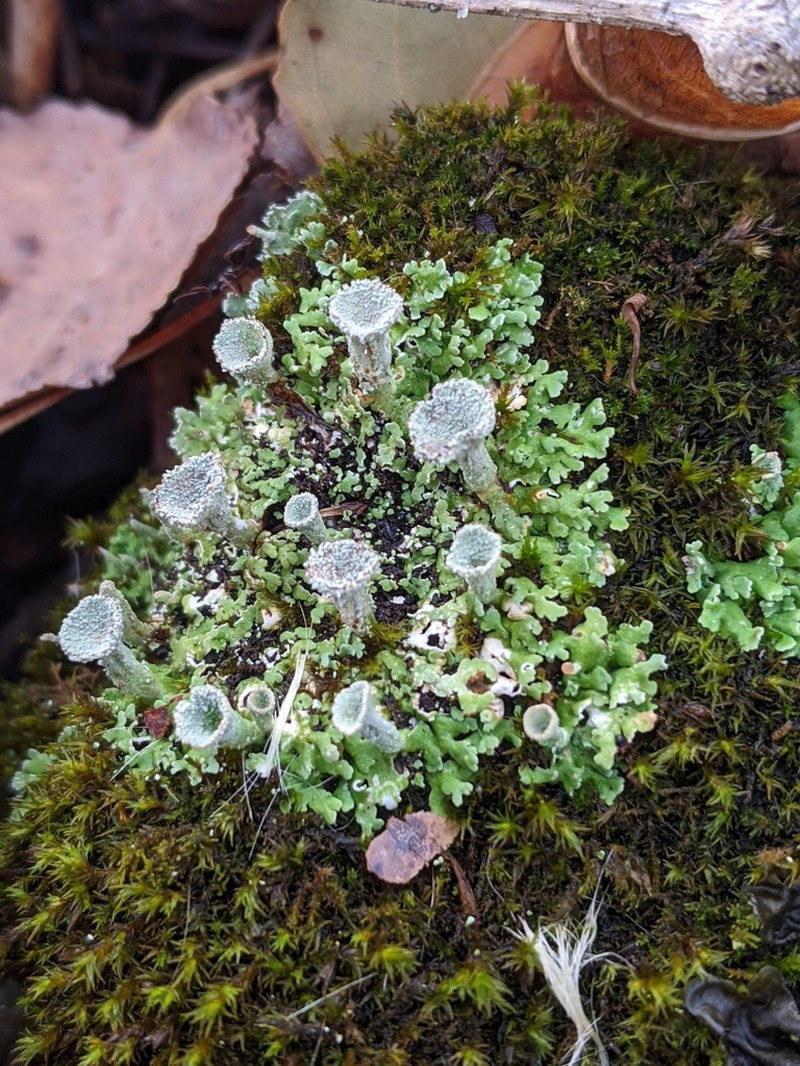 Cup Lichen photo 4