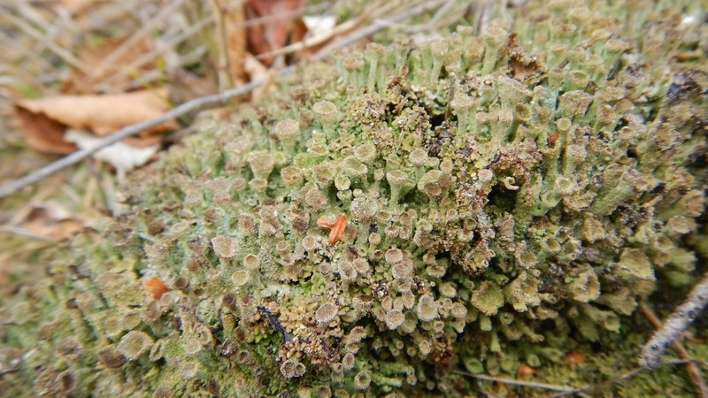 Cup Lichen photo 5