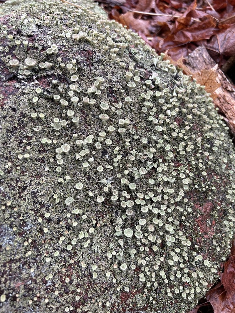 Cup Lichen photo 6