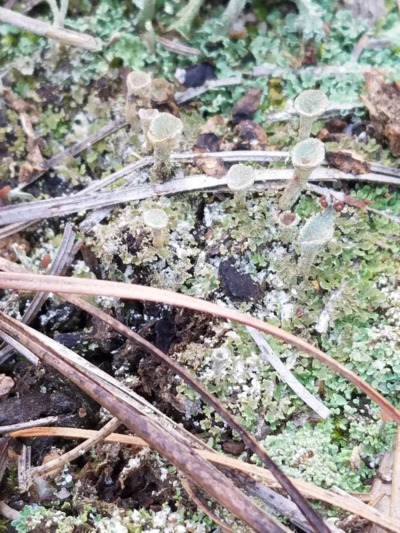 Cup Lichen photo 7