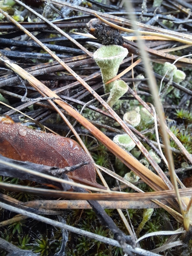 Cup Lichen photo 8