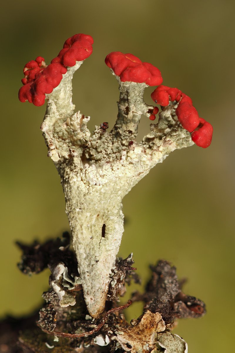 Cup Lichen