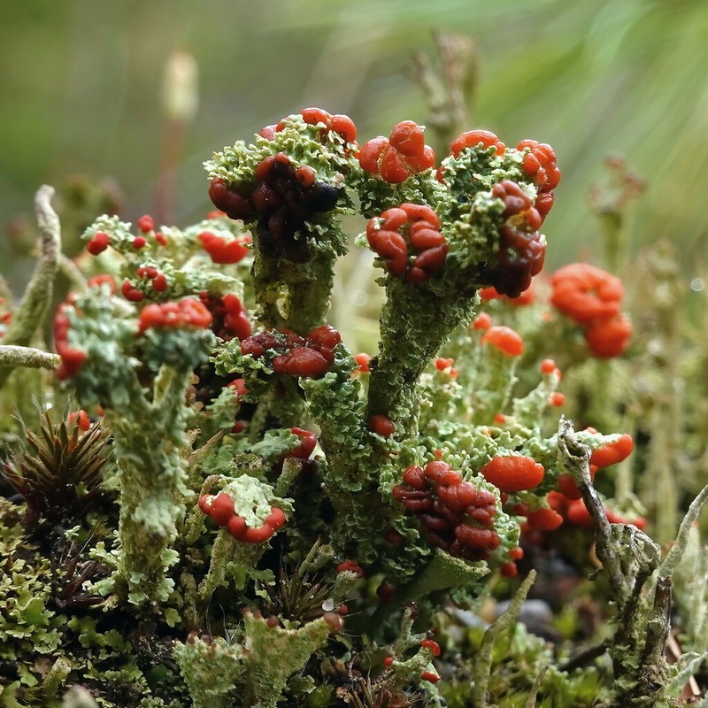 Cup Lichen