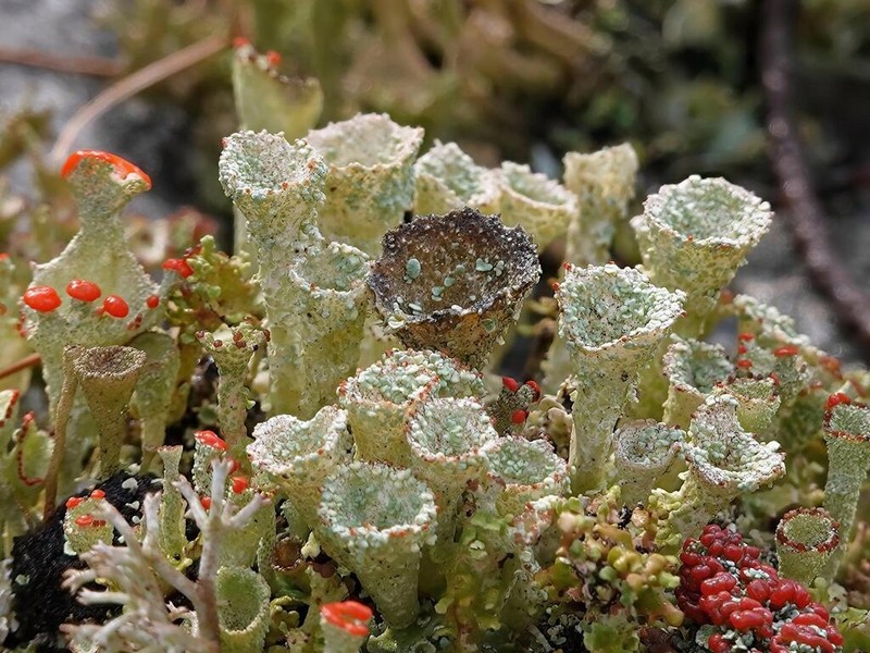 Cup Lichen photo 2