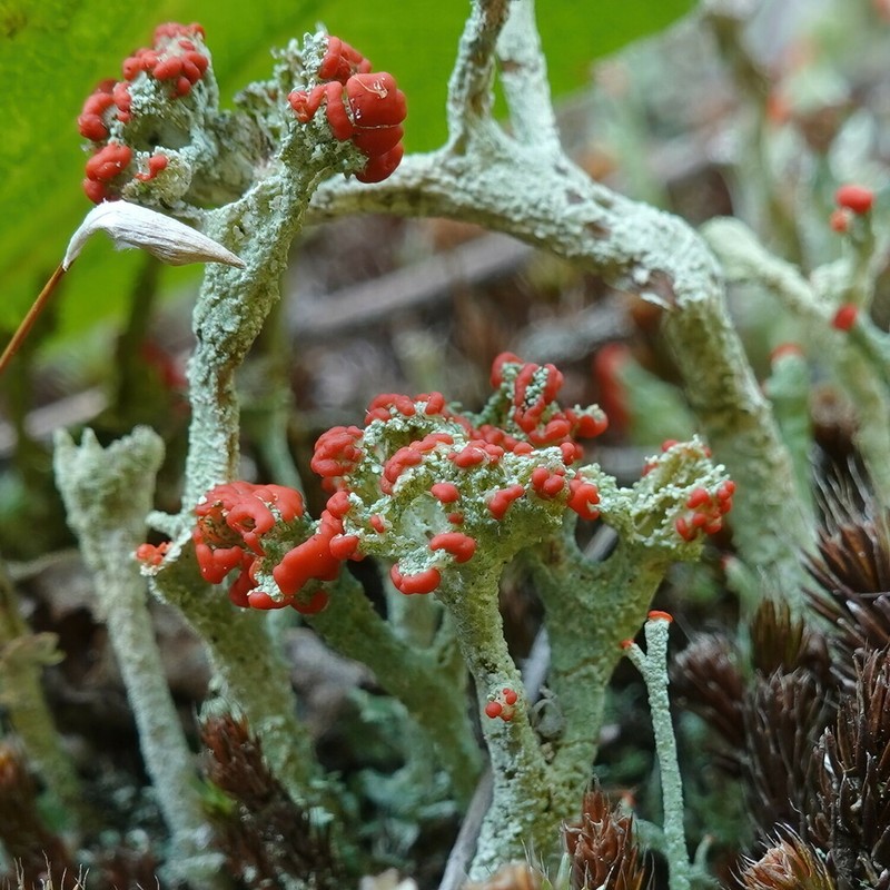 Cup Lichen photo 3