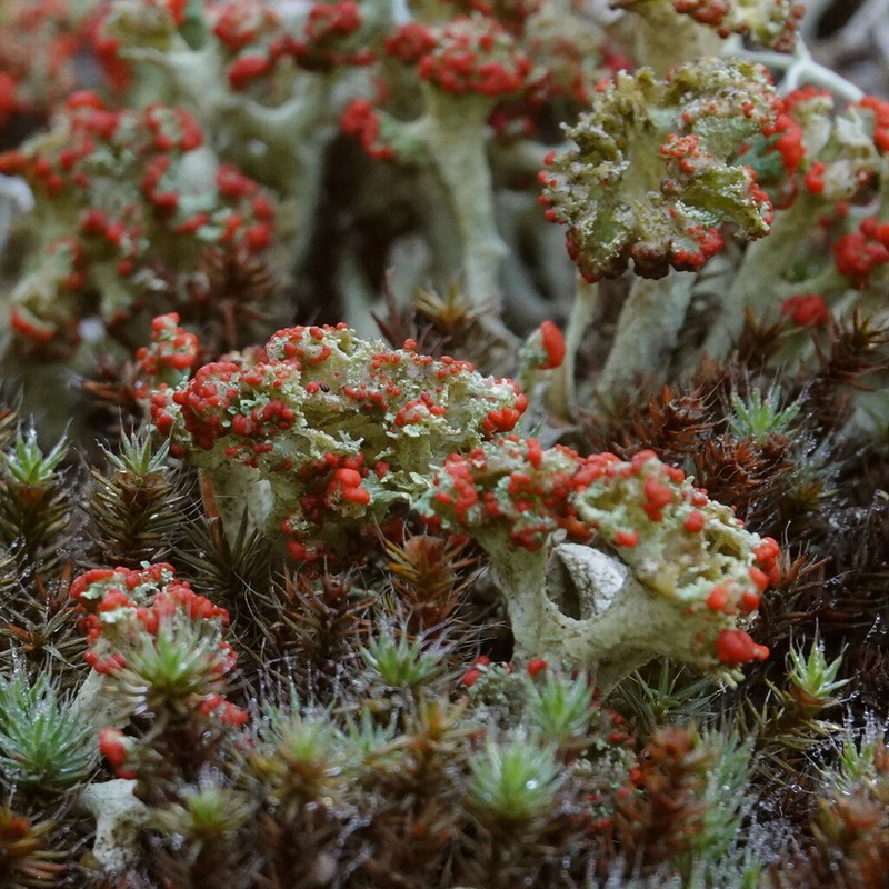 Cup Lichen photo 4