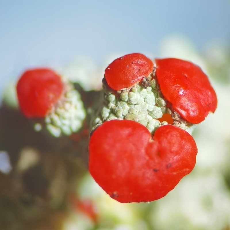 Cup Lichen photo 5