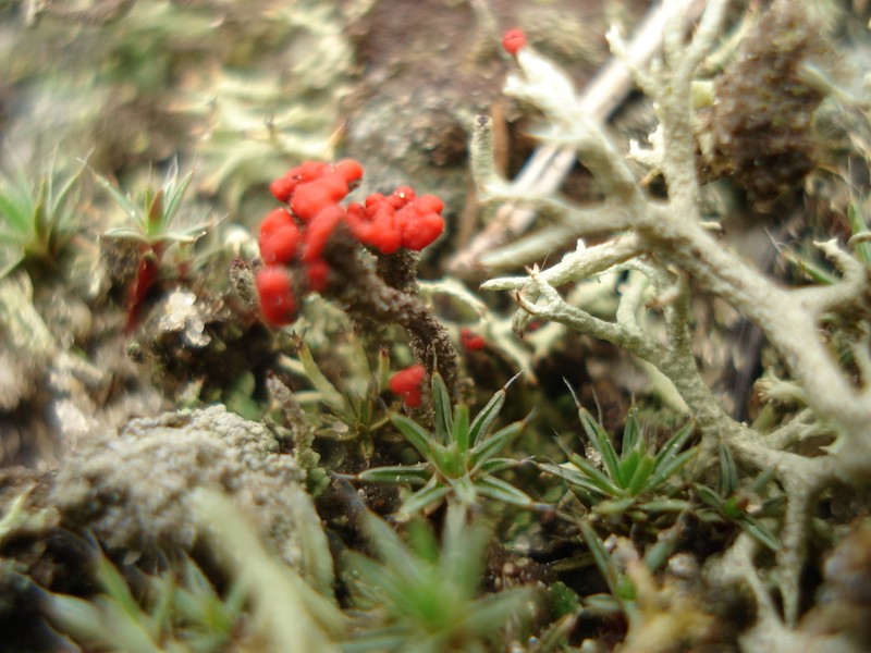 Cup Lichen photo 6