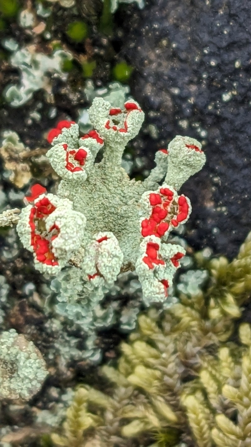 Cup Lichen photo 7