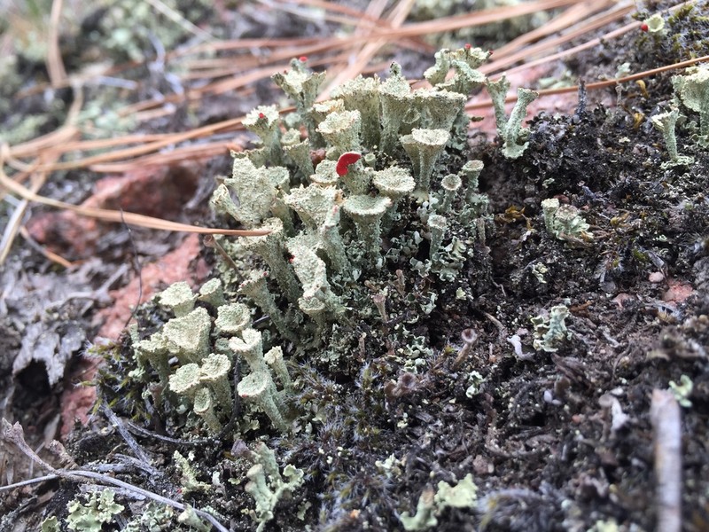 Cup Lichen photo 8