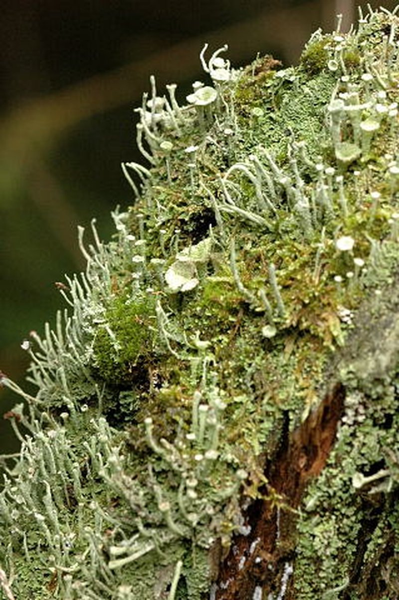Cup Lichen