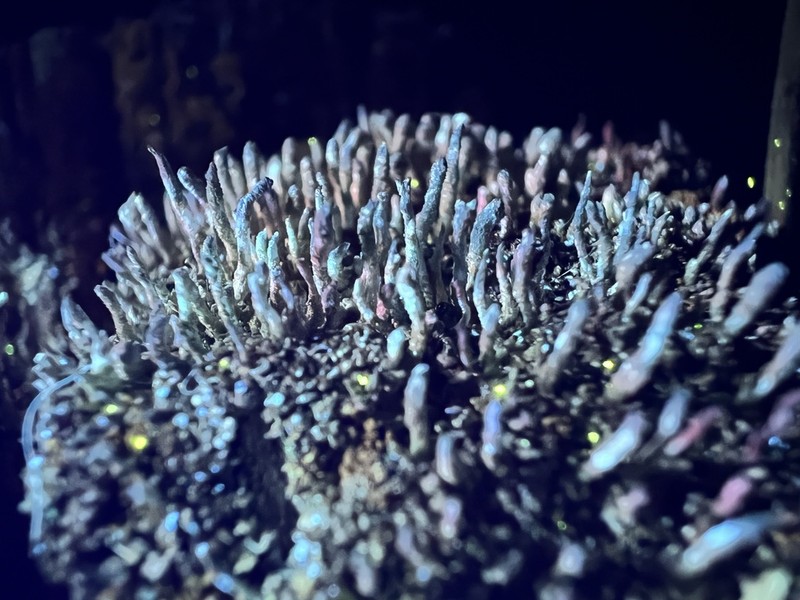 Cup Lichen