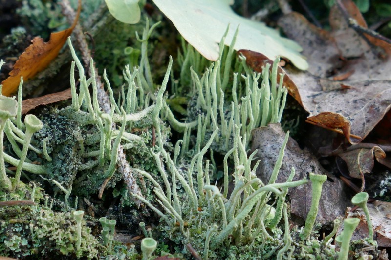 Cup Lichen photo 2