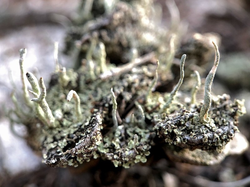 Cup Lichen photo 3