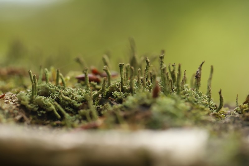 Cup Lichen photo 4