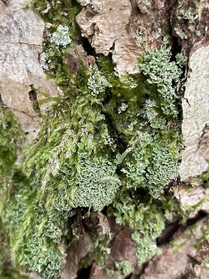 Cup Lichen photo 5