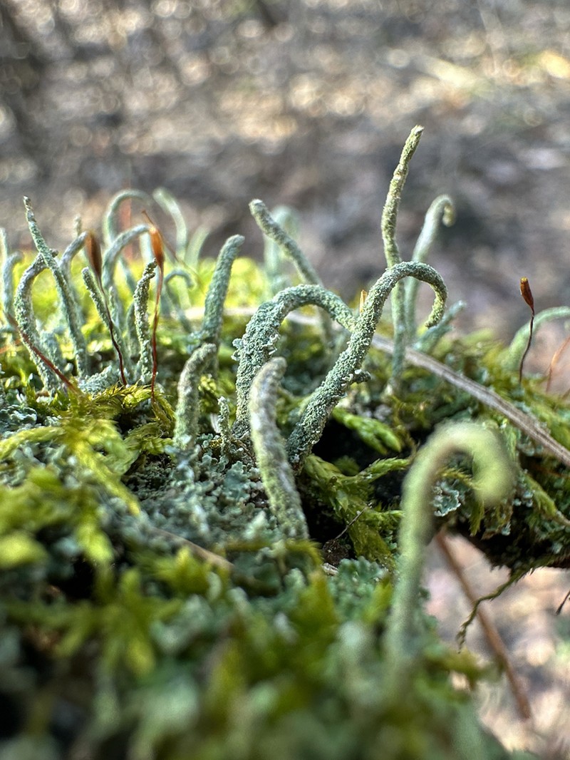 Cup Lichen photo 6