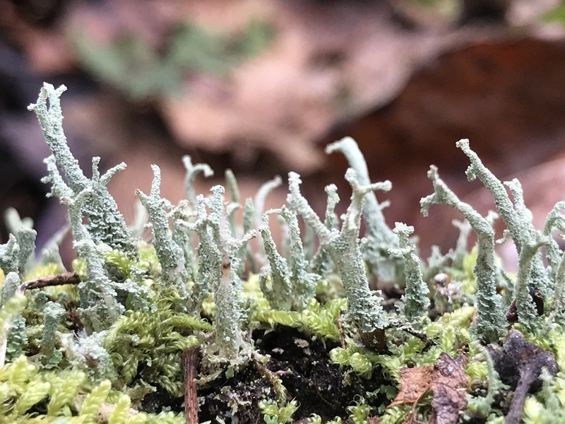 Cup Lichen photo 7
