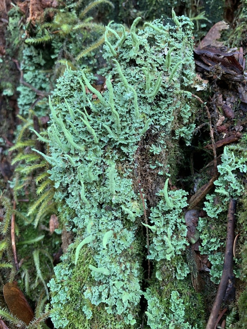 Cup Lichen photo 8