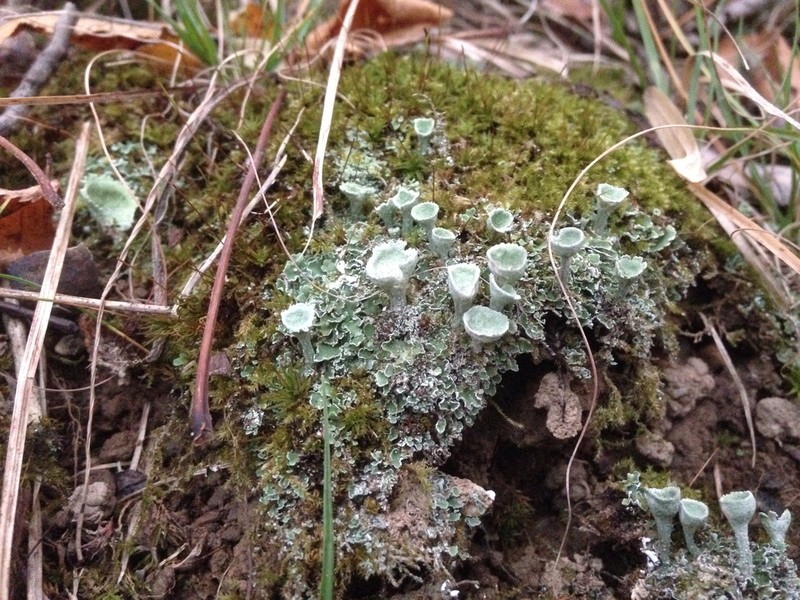 Cladonia conista photo 2
