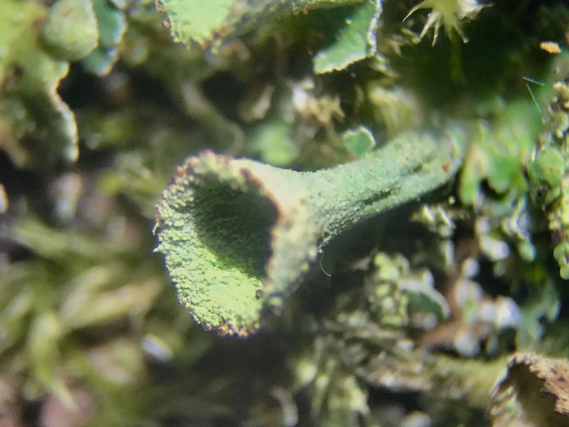 Cladonia conista photo 3
