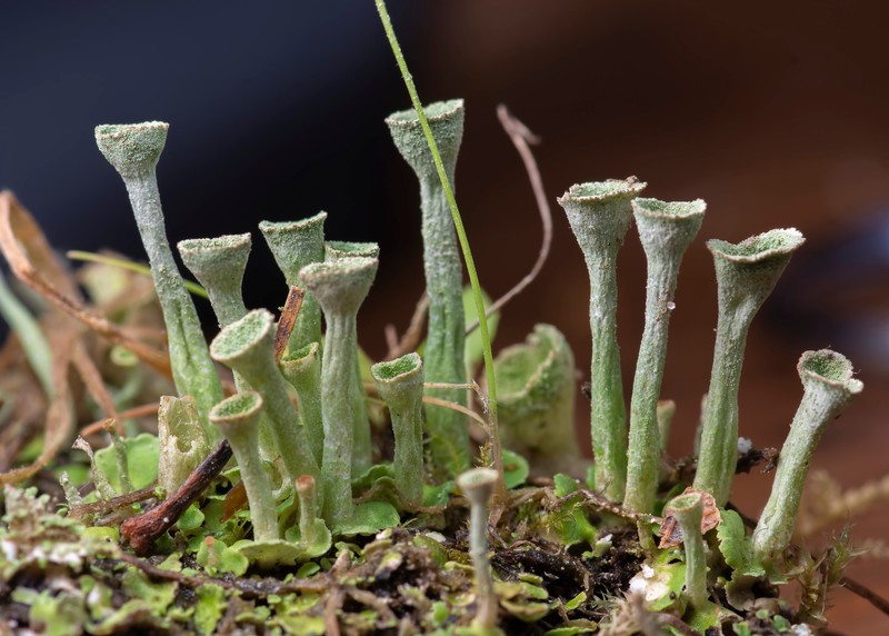Cladonia conista photo 4