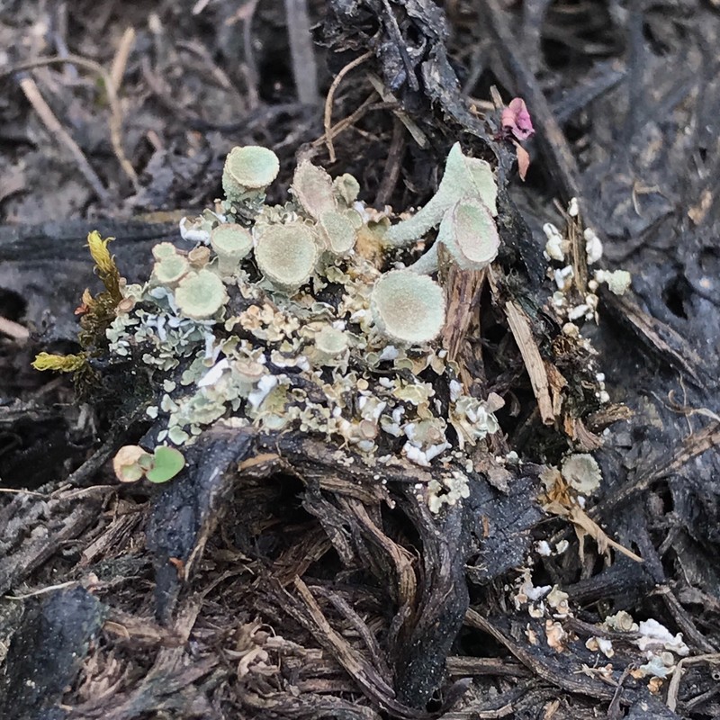 Cladonia conista photo 5