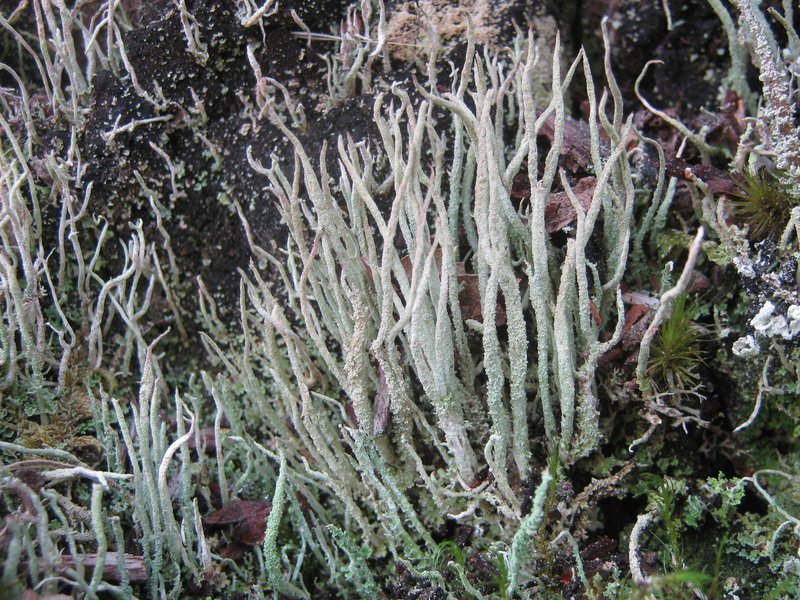 Cup Lichen