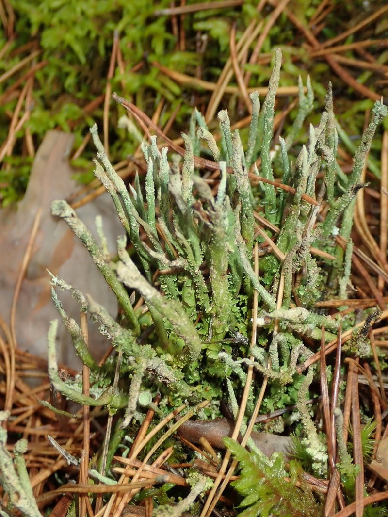 Cup Lichen