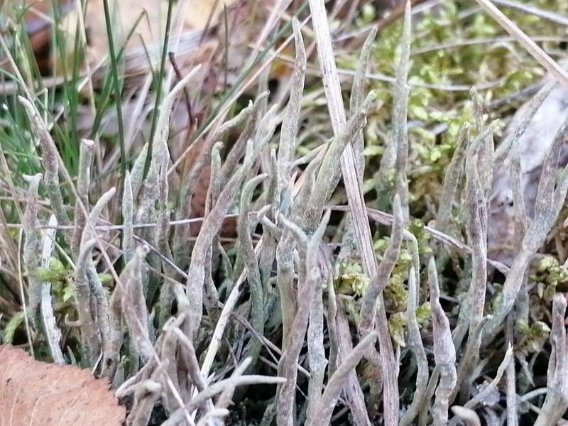 Cup Lichen photo 2