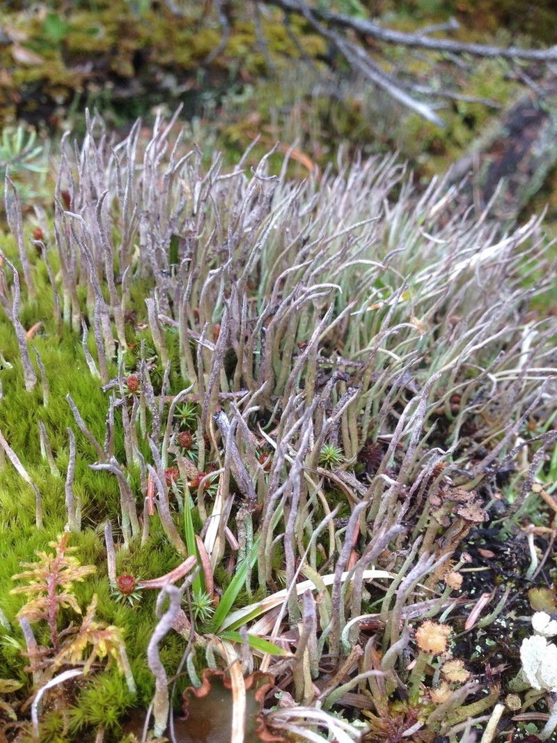 Cup Lichen photo 3