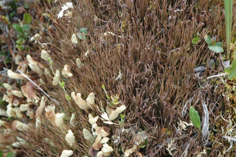 Cup Lichen photo 4