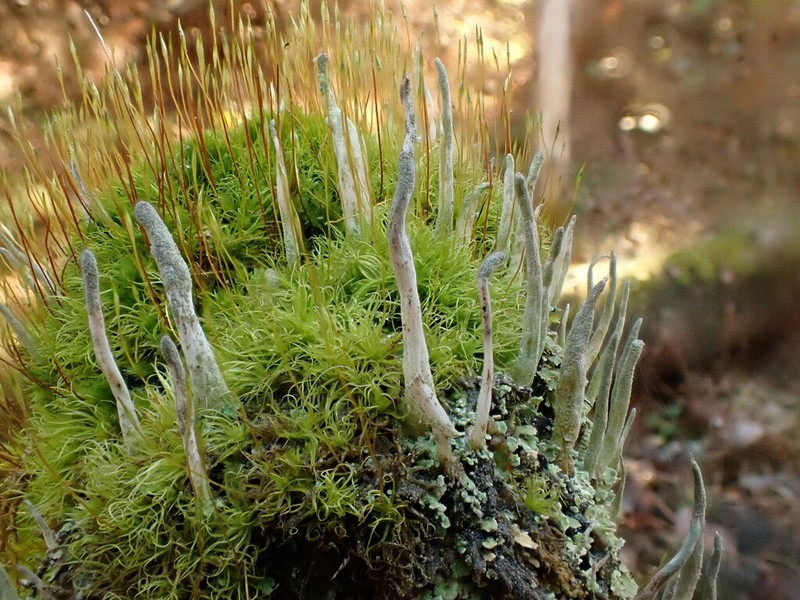 Cup Lichen photo 5