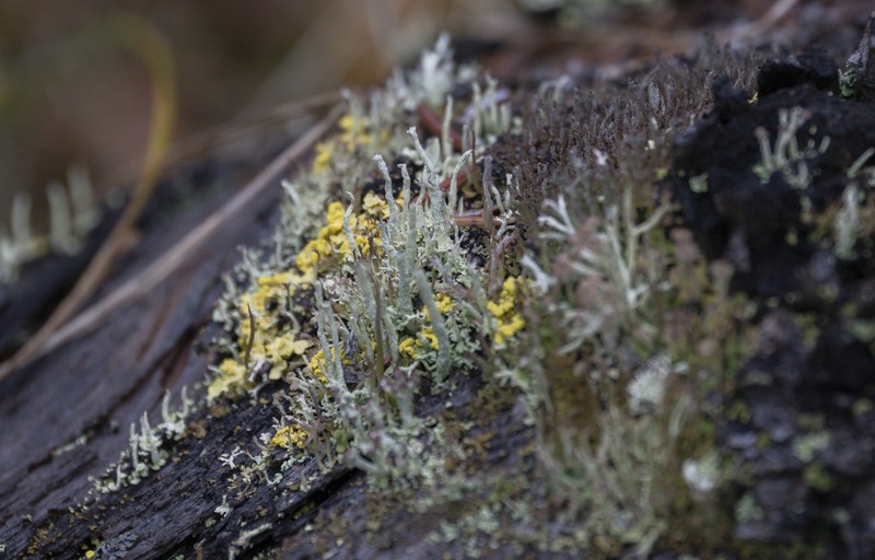 Cup Lichen photo 6