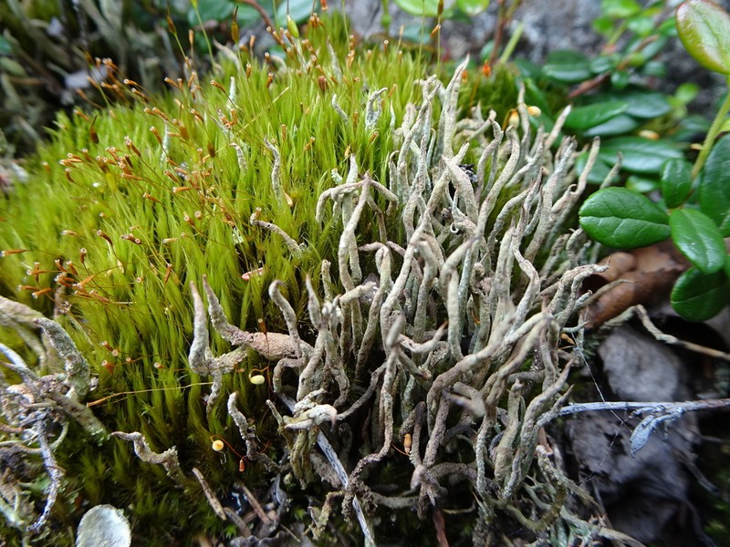 Cup Lichen photo 7