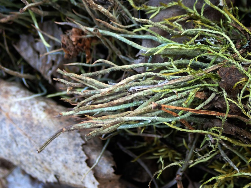 Cup Lichen photo 8