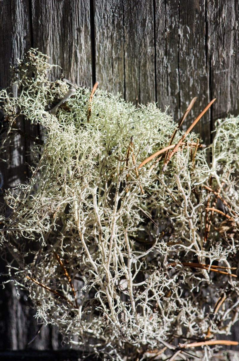 Cup Lichen