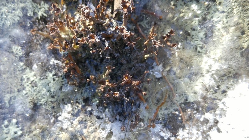 Cup Lichen