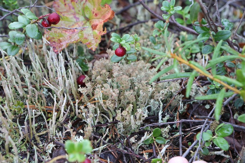 Cup Lichen photo 2