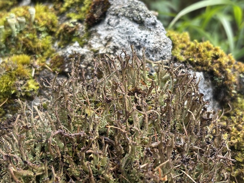 Cup Lichen photo 3