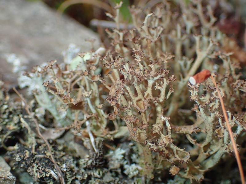 Cup Lichen photo 4