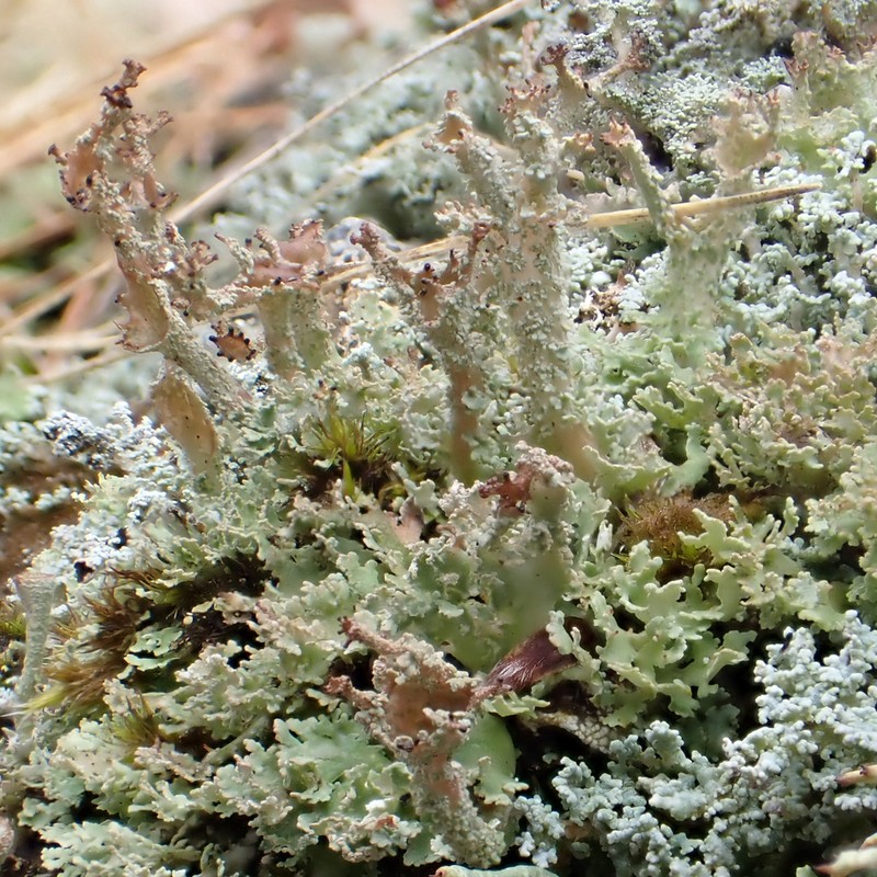 Cup Lichen photo 5