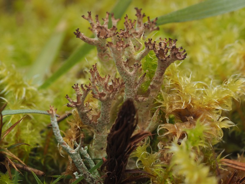 Cup Lichen photo 6