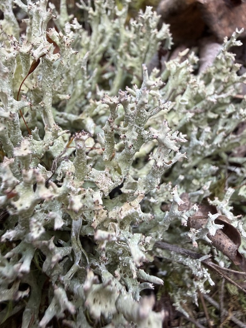 Cup Lichen photo 7