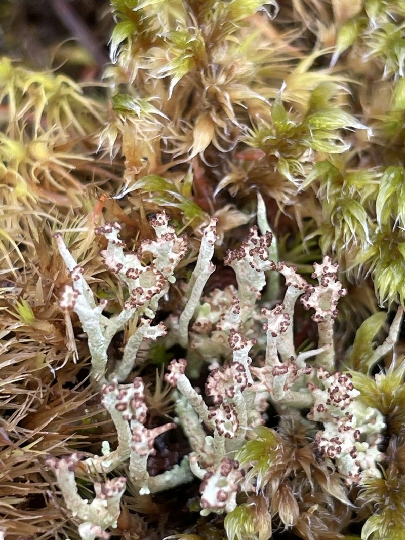 Cup Lichen photo 8